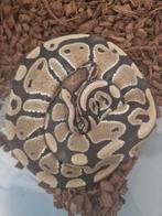 Ball python normaal  vrouw, Dieren en Toebehoren, Reptielen en Amfibieën, Slang