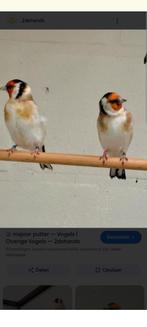 Gezocht Wildkleur koppel major putter, Meerdere dieren, Wildzangvogel, Geringd