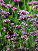 Te koop Verbena Bonarenses, Ophalen, Zomer, Overige soorten, Volle zon