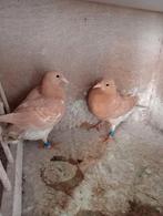 Jonge Meulemans posten piepers., Meerdere dieren, Postduif