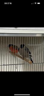 Noorse goudvinken, Dieren en Toebehoren, Vogels | Overige Vogels, Meerdere dieren, Wildzangvogel