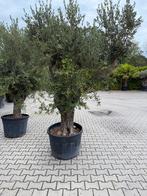 Oude Olijfboom 80cm Stam, 240cm Hoog, Tuin en Terras, Bloeit niet, 100 tot 250 cm, Olijfboom, Ophalen