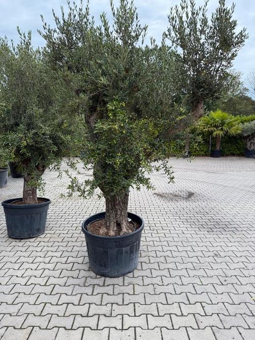 Oude Olijfboom 80cm Stam, 240cm Hoog, Tuin en Terras, Planten | Bomen, Olijfboom, 100 tot 250 cm, Volle zon, Bloeit niet, In pot