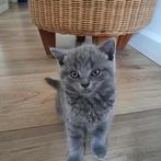 3schattige kittens zoeken een thuis britis korthaar, Dieren en Toebehoren, Katten en Kittens | Raskatten | Korthaar, Meerdere dieren
