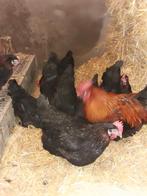 Marans koperzwart hennen, Vrouwelijk, Kip