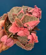 Episcia Pink Smoke p12, Ophalen of Verzenden, Halfschaduw, Minder dan 100 cm