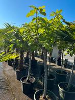 Vijgenbomen vijg vijgen 6 stuks, 100 tot 250 cm, Zomer, Palmboom, Ophalen