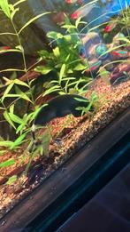 Amerikaanse spookmesvis, Dieren en Toebehoren, Vissen | Aquariumvissen, Vis, Zoetwatervis