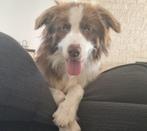 Border collie  teefje 1.5 j, Dieren en Toebehoren, België, Particulier, Rabiës (hondsdolheid), 1 tot 2 jaar