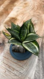 Sansevieria trifasciata 'Golden Hahnii', Vaste plant, Bloeit niet, Halfschaduw, Ophalen