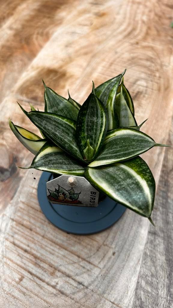 Sansevieria trifasciata 'Golden Hahnii', Tuin en Terras, Planten | Tuinplanten, Vaste plant, Overige soorten, Halfschaduw, Bloeit niet