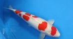 Koi kohaku nogami 75 cm female, Dieren en Toebehoren, Vissen | Vijvervissen, Karper of Koi