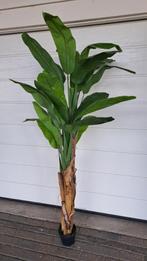 Splinternieuwe kunst bananenboom, Ophalen, Nieuw