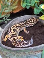 Luipaardgekko's en wimpergekko LW, Dieren en Toebehoren, Reptielen en Amfibieën, Hagedis, 3 tot 6 jaar