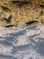 Green jade neoncaradina garnalen, Dieren en Toebehoren, Vissen | Aquariumvissen, Kreeft, Krab of Garnaal