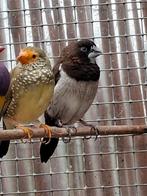3 Japanse meeuwen samen voor €10,00, Dieren en Toebehoren, Vogels | Overige Vogels, Meerdere dieren, Geringd