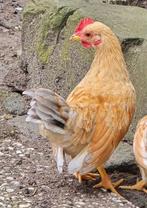 Mooi serama haantje, Dieren en Toebehoren, Pluimvee, Mannelijk, Kip