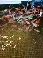 Japanse kois, Karper of Koi
