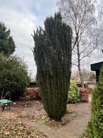 Gratis afhalen: Taxus Baccata zuilvormig 4m, Tuin en Terras, Ophalen, Bloeit niet, Halfschaduw, Zuilboom