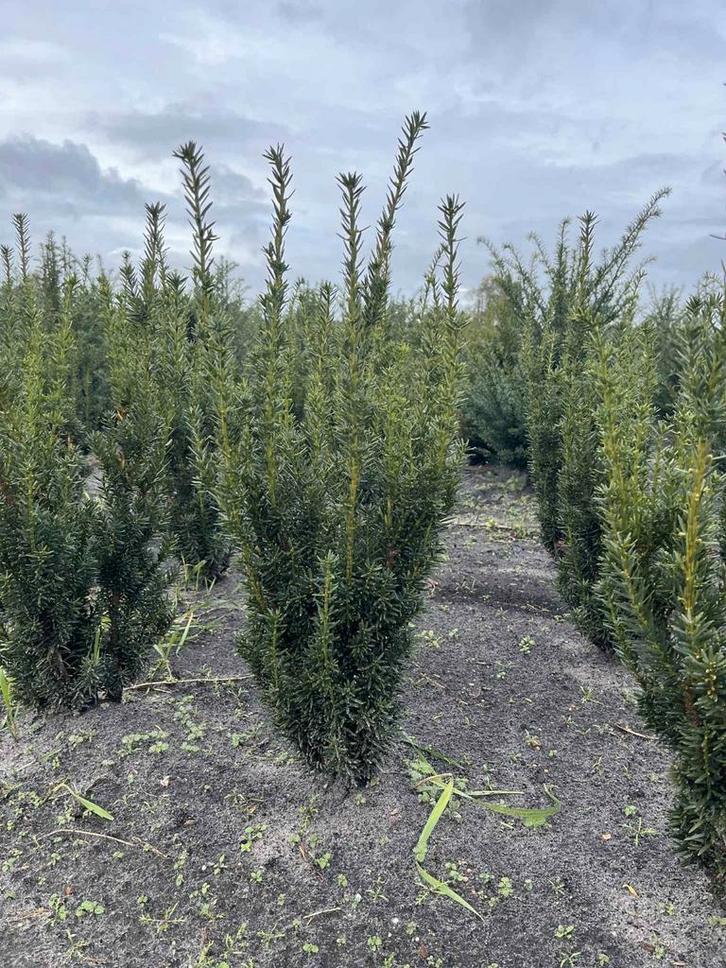 Taxus Media Hillii 60/80 - Haagplant, Huis en Inrichting, Stoelen, Eén, Ophalen of Verzenden