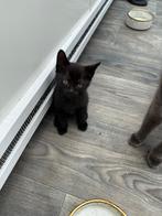 4 Kittens, Dieren en Toebehoren, Katten en Kittens | Overige Katten