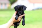 prachtige pups puppy kruising borador/friese stabij te koop, Dieren en Toebehoren, 8 tot 15 weken, CDV (hondenziekte), Meerdere