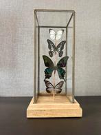 Vlinderkastje met Opgezette Vlinders, Ophalen, Nieuw