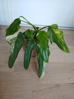 Philodendron Domesticum Variegata, Huis en Inrichting, Kamerplanten, Ophalen of Verzenden, Overige soorten, Minder dan 100 cm