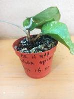 Hoya glabra potmaat 8 nummer H477, Ophalen of Verzenden, Halfschaduw, Minder dan 100 cm