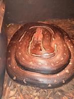 1.0 Malayopython Reticulatus ( Retic) Anthrax darkline 2,5 m, Dieren en Toebehoren, Reptielen en Amfibieën, Slang