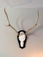 Echt opgezet edelhert gewei op schild, Ophalen, Info@vbluxurydesign.com, Zo goed als nieuw, Nvt