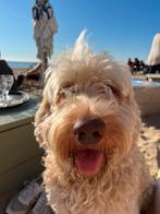 Super lieve leuke Australische doodle dekreu, Dieren en Toebehoren, Reu, HCC (leverziekte), Eén hond, 3 tot 5 jaar