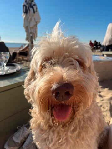 Super lieve leuke Australische doodle dekreu beschikbaar voor biedingen