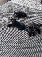 3 lieve kittens zoeken een for ever huisje, Dieren en Toebehoren, Katten en Kittens | Overige Katten, Meerdere dieren, Kortharig