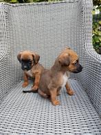 Kruising Boxador/boxer, Meerdere, Meerdere dieren, Middel, Nederland