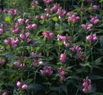 Schildpadbloem, chelone, roze, goede bloeier, bijna gratis, Vaste plant, Halfschaduw, Herfst, Ophalen