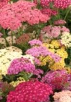 Duizendblad 'Rainbow' (Achillea millefolium), Tuin en Terras, Planten | Tuinplanten, Zomer, Vaste plant, Bodembedekkers, Ophalen of Verzenden