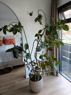 Mooie grote ficus plant inclusief pot, Ficus, Halfschaduw, In pot, Ophalen