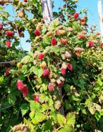 Klimmende grote zomer frambozen rode framboos, Tuin en Terras, Planten | Tuinplanten, Ophalen, Volle zon