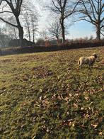 Hamshire down dekram