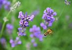 28 Lavandula Platinum Blonde voor €50.00, Overige soorten, Volle zon, Vaste plant, Ophalen of Verzenden