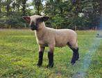 Stoer Hampshire Down kereltje, Dieren en Toebehoren, Schapen, Geiten en Varkens, Mannelijk, Schaap