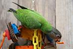 Bonte Boeren | jonge papegaai | getest op ziektes en dna, Papegaai, Meerdere dieren, Pratend