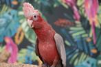 Rosee Kaketoe | Jong en speels | getest, Meerdere dieren, Papegaai, Pratend