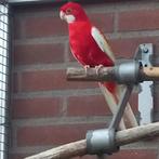 Rubino rosella, Dieren en Toebehoren, Meerdere dieren, Parkiet, Geringd