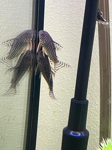 Corydoras sterbai 2 stuks beschikbaar voor biedingen