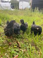 4 barneveld hennen dubbel gezoomd, Dieren en Toebehoren, Pluimvee, Vrouwelijk, Kip