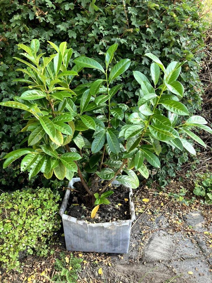 Grote laurierstruik, Tuin en Terras, Planten | Tuinplanten, Overige soorten, Volle zon, Zomer, Ophalen