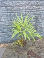 Palmpje: Trachycarpus Fortunei, Overige soorten, Vaste plant, Ophalen of Verzenden, Bloeit niet