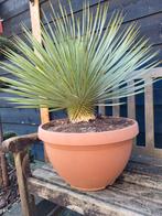Yucca rostrata in schaal, Zomer, Overige soorten, Volle zon, Ophalen of Verzenden